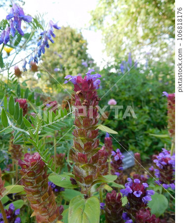 Iceland Summer Akureyri Botanical Garden Nepenthes 106818176