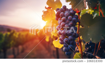 Vineyard with ripe grapes in the countryside at sunset 106818300