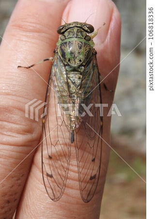 Tsuktsukuboshi（女）棲息在我的手上 106818336