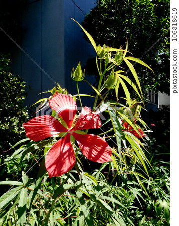 Flowers of Momiahioia Flowers of Momiahioia 106818619