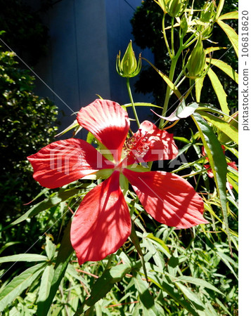 Flowers of Momiahioia Flowers of Momiahioia 106818620