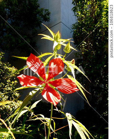 Flowers of Momiahioia Flowers of Momiahioia 106818623