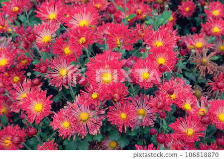 Chrysanthemums wallpaper. Red bright picturesque background. Blooming chrysanthemums buds in autumn. Chrysanthemums wallpaper. Red bright picturesque background. Blooming chrysanthemums buds in autumn. 106818870
