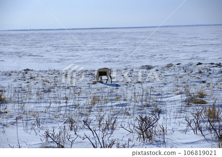 Frozen Notsuke Bay in winter Frozen Notsuke Bay in winter 106819021