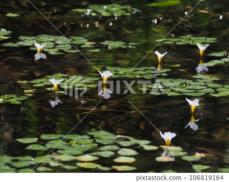 Flower plantain flower 106819164