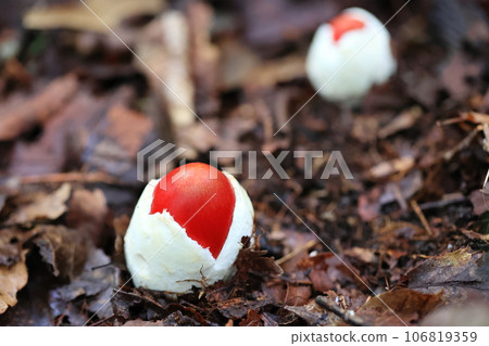 Tamagotake Tamagotake 106819359