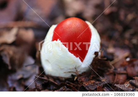 Tamagotake Tamagotake 106819360