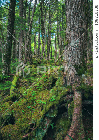 [Shirakoma Pond] Moss Forest [Yachiho Kogen] 106819539