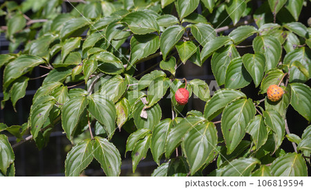 Fruit of Yamabote 106819594