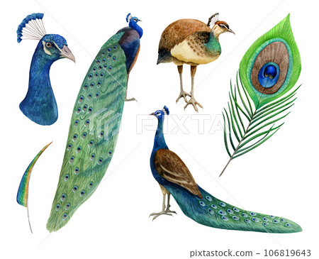 Watercolor peacocks birds and feathers illustration set isolated white background in green and blue colors for summer tropical designs Watercolor peacocks birds and feathers illustration set isolated white background in green and blue colors for summer tropical designs 106819643