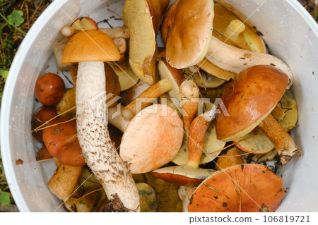there are a lot of wild mushrooms of aspen and mosses lying in a bucket. Mushrooms in the forest. Mushroom picking 106819721