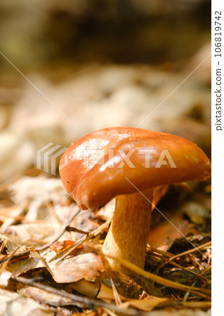 A flywheel mushroom growing in the forest. Mushroom picking. Forest mushrooms 106819742