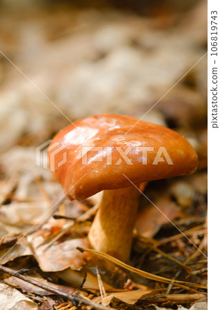A flywheel mushroom growing in the forest. Mushroom picking. Forest mushrooms 106819743