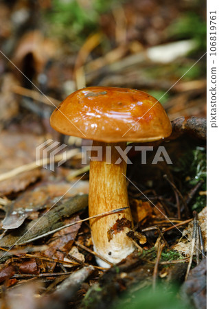 A flywheel mushroom growing in the forest. Mushroom picking. Forest mushrooms A flywheel mushroom growing in the forest. Mushroom picking. Forest mushrooms 106819761