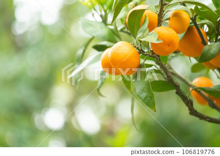 Mandarin on a tree Mandarin on a tree 106819776
