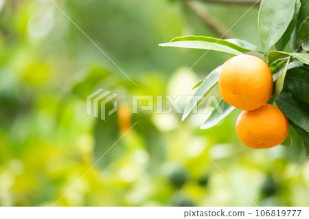 Mandarin on a tree Mandarin on a tree 106819777