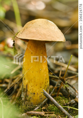 A flywheel mushroom growing in the forest. Mushroom picking. Forest mushrooms A flywheel mushroom growing in the forest. Mushroom picking. Forest mushrooms 106819778
