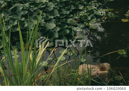 Thai Lotus in dark water in public garden. Pattern of many green leaves of Nymphaea mexicana - species of aquatic plant also known as water lily Overgrown shore of water body. Lilies on lake, surface. 106820068