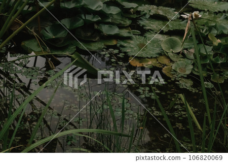Thai Lotus in dark water in public garden. Pattern of many green leaves of Nymphaea mexicana - species of aquatic plant also known as water lily Overgrown shore of water body. Lilies on lake, surface. 106820069