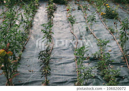 Mulching cherry tomatoes grown in a row in a vegetable garden bed. Cultivation and care of tomato green plants outdoors. Organic vegetables growing. Young fresh seeding in a greenhouse in summer day. 106820072