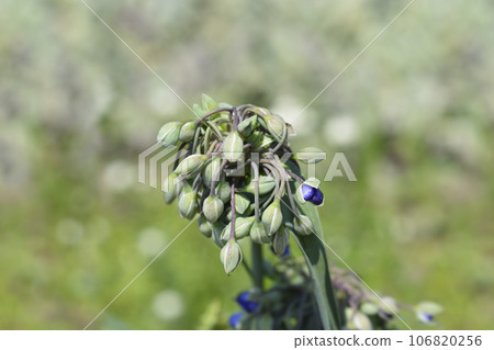 Ohio Spiderwort 106820256