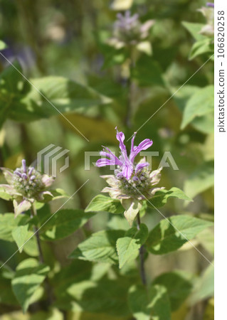 Bee balm 106820258
