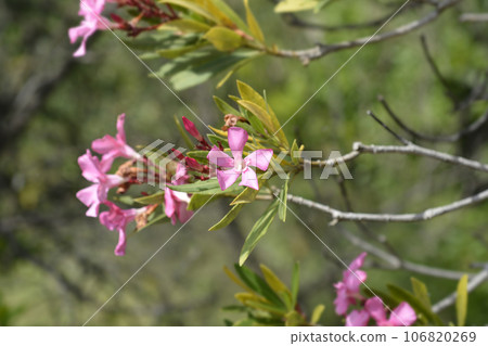 Common oleander Common oleander 106820269