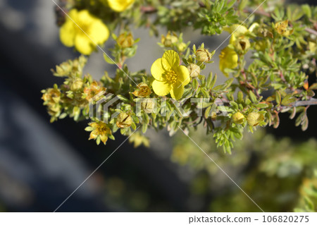 Shrubby Cinquefoil Kobold 106820275
