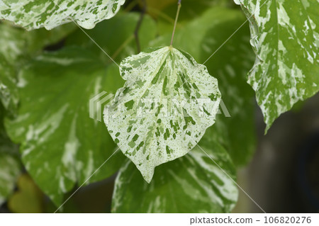 Eastern Redbud Alley Cat 106820276