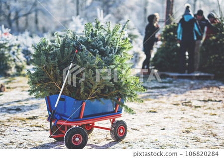Blue car carriage pushcart or wheelbarrow with a christmas tree on fir tree cutting plantation. Families choosing, cut and felling own xmas tree in forest, family tradition in Germany 106820284
