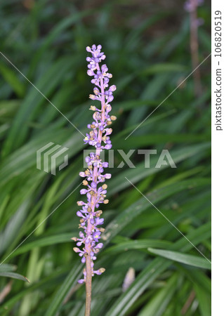 長井植物園的 Yaburan 106820519