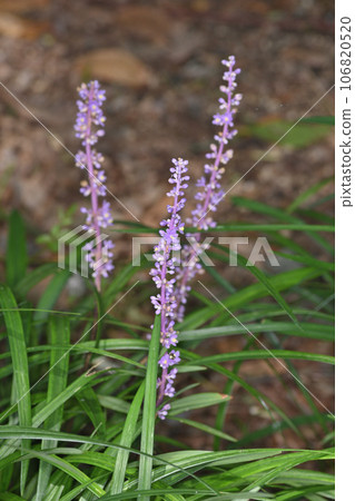 長井植物園的 Yaburan 106820520