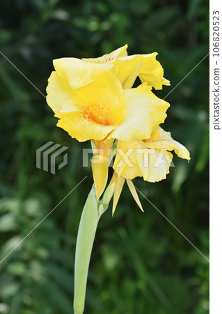 Canna at Nagai Botanical Garden 106820523