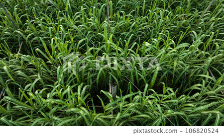 Aerial view of sugarcane plants growing at field 106820524