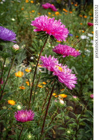 Heads of pink asters in the garden Heads of pink asters in the garden 106820532