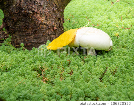 Edible mushroom in moss at the forest. 106820533
