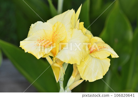 長井植物園的美人蕉 106820641