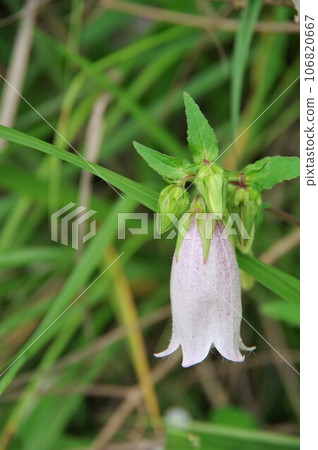 A perennial plant that grows in sunny meadows and semi-shaded forest edges. A perennial plant that grows in sunny meadows and semi-shaded forest edges. 106820667