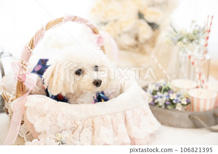 Sanhachiro，籃子裡的玩具貴賓犬 106821395