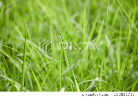 summer field green wildflower landscape 106821732