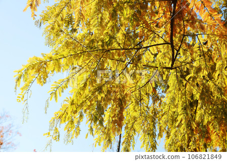 Autumn, beautiful weather for autumn leaves 106821849