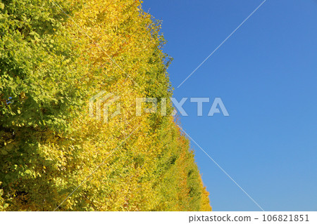 Autumn, beautiful weather for autumn leaves 106821851