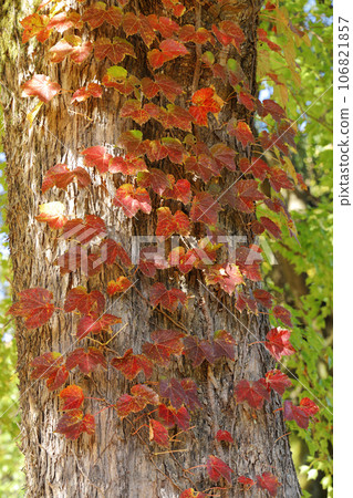 Autumn, beautiful weather for autumn leaves Autumn, beautiful weather for autumn leaves 106821857