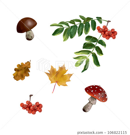 Mushrooms, maple and oak leaves, rowan berries and leaves. Vector illustration of autumn set. Greeting cards, invitations, autumn banners, flyers. Mushrooms, maple and oak leaves, rowan berries and leaves. Vector illustration of autumn set. Greeting cards, invitations, autumn banners, flyers. 106822115