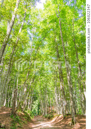 (Niigata Prefecture) Bijinbayashi Summer (Niigata Prefecture) Bijinbayashi Summer 106822347