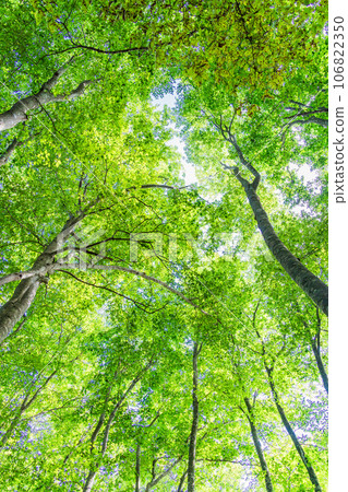 （新潟縣）美人林 夏天 106822350