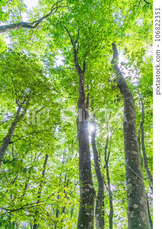 （新潟縣）美人林 夏天 106822351