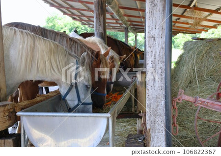 [Video included] Farm scenery/horses eating 106822367