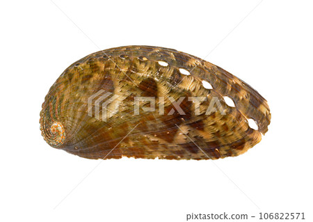 Donkey's ear abalone (Haliotis asinina) 106822571