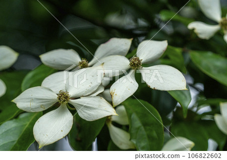加比山茱萸白花特寫，來自蛾眉，意為美麗的眉毛或美麗。 106822602